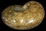 Honey-Orange Ammonite (Argonauticeras) - Befandriana, Madagascar #113121-1